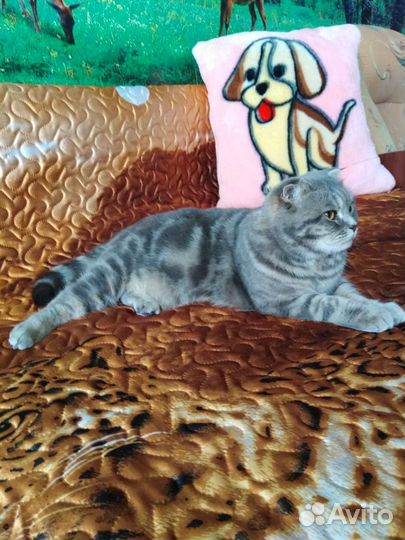 Шотландская кошка