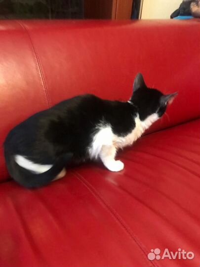 Кошечка в добрые руки