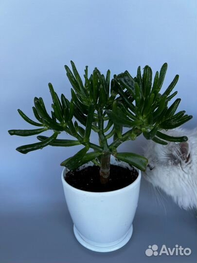 Крассула хоббит