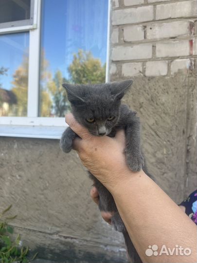 Русская голубая
