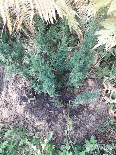 Можжевельник