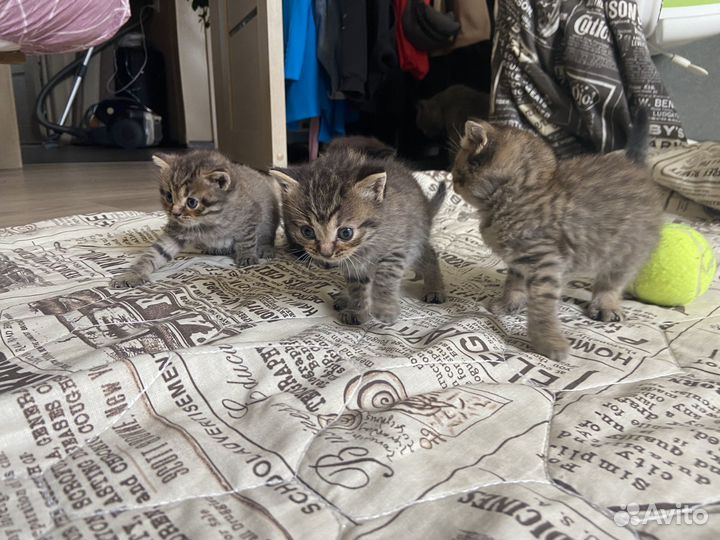 Котята