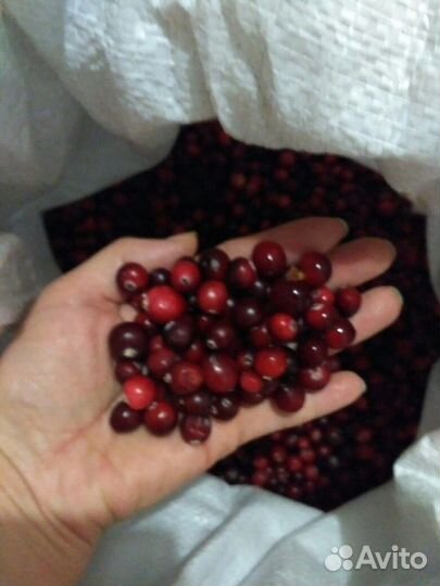 Клюква свежая