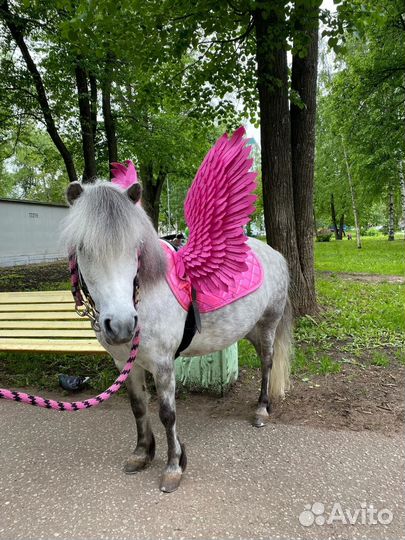 Прогулки на лошадях