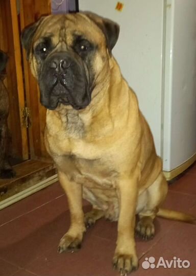 Бульмастиф