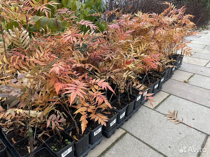 Рябина додонг