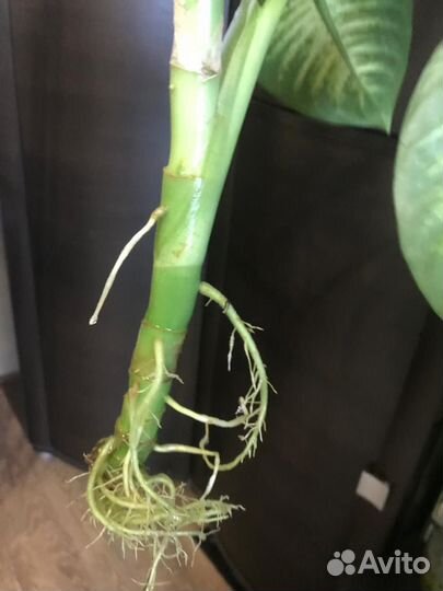 Диффенбахия