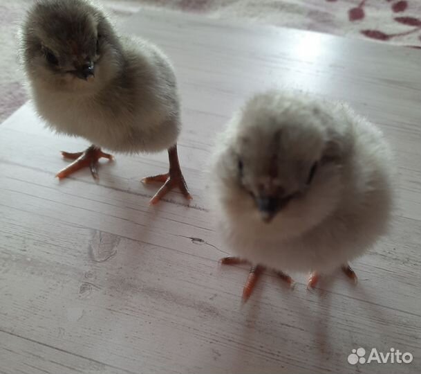 Инкубационное яйцо амераукана лаванда