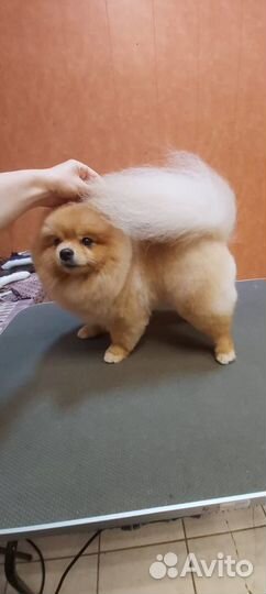 Ищем невесту