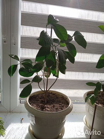 Лимон Майера, лимон Россо