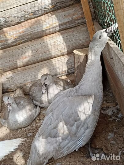 Селезень индоутки