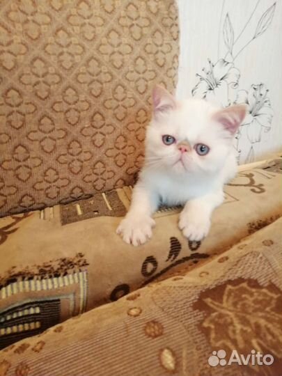 Котята экзоты