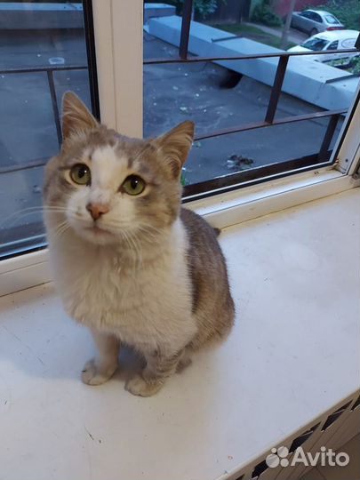 Выбросили домашнего котика