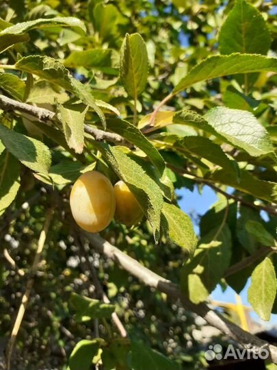 Растение.Желтая слива