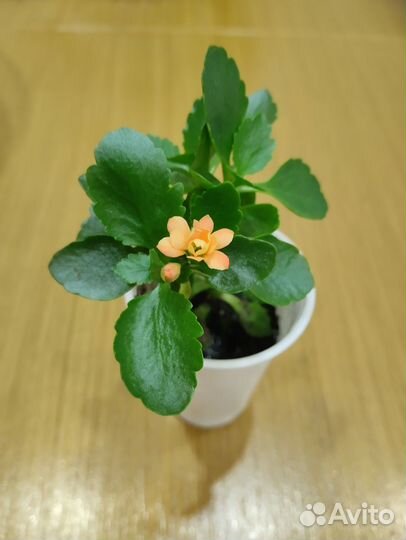 Комнатные растения