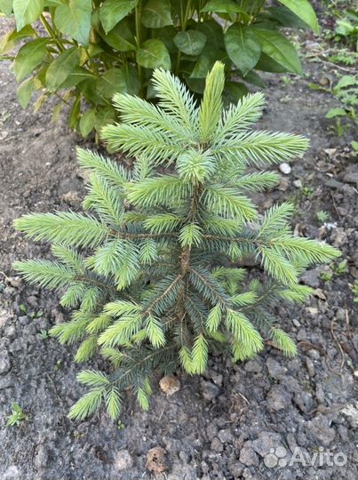 Голубые елочки