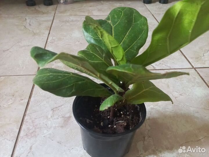 Замиокулькас,фикус Лирата