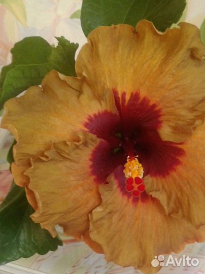 Сортовые гибискусы срез