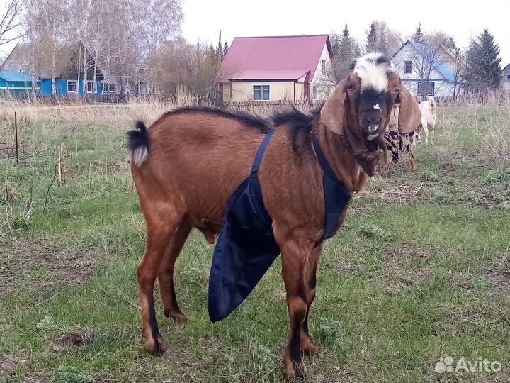 Продам козу