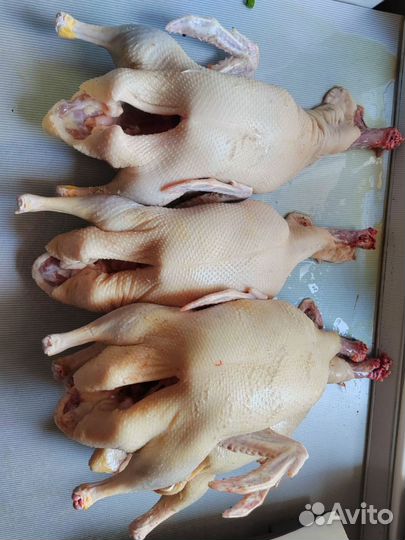 Мясо домашней утки