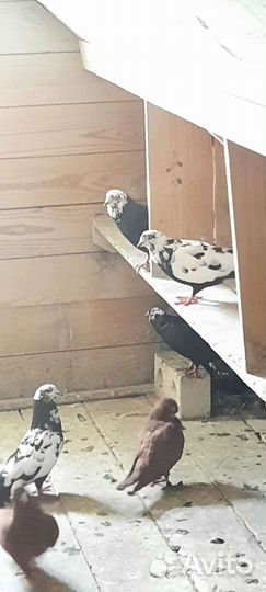 Голуби старо бакинские бойные