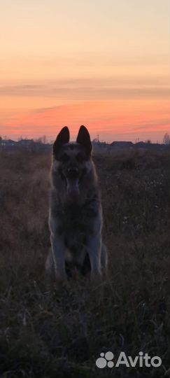 Восточноевропейская овчарка