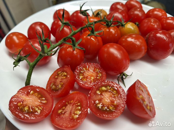 Семена томата Сахарный глянец