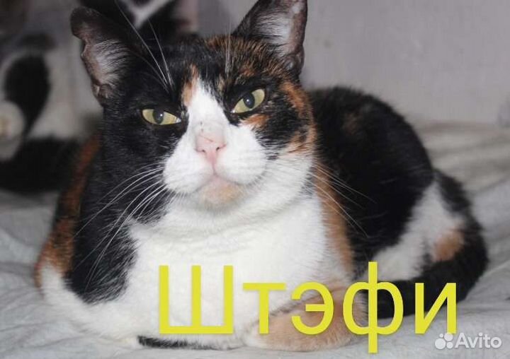 Кошка ищет дом