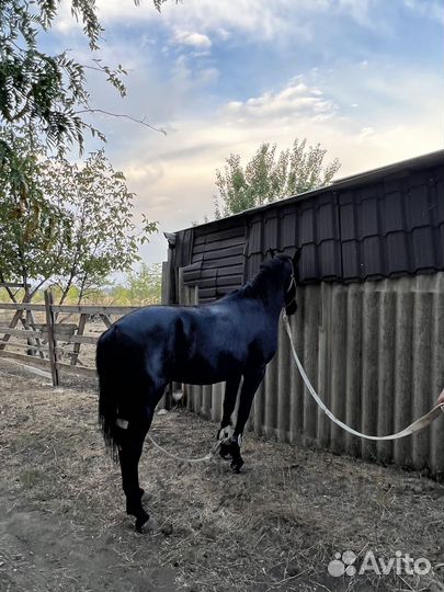 Карачаевский жеребец мощный