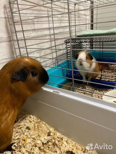 Передержка грызунов