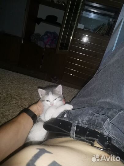 Кот 4й месяц