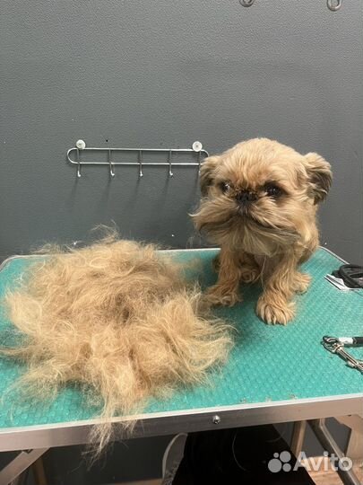 Стрижка животных(груминг), экспресс-линька