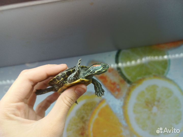 Красноухая черепаха мальчик и девочка