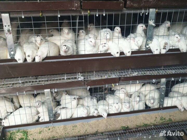 Мясо перепелов