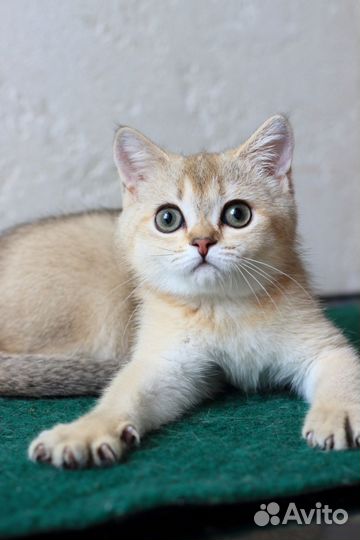 Шотландские котята золотые шиншиллы