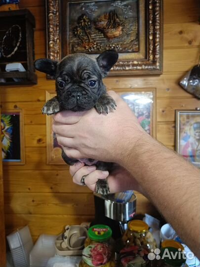 Французский бульдог щенки