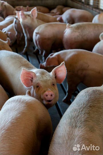 Свиньи, поросята, свиноматки