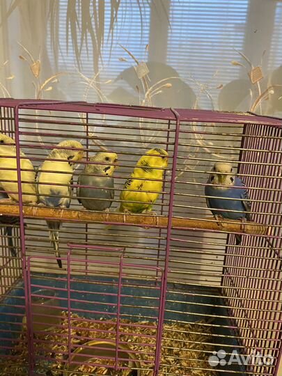 Птенцы волнистый попугай