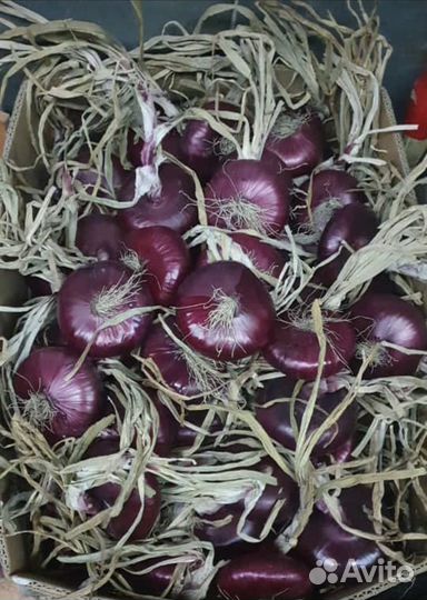 Ялтинский лук напрямую от производителя