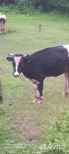 Быки на мясо