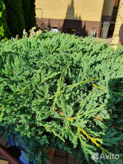 Можжевельник