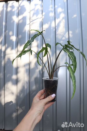 Сингониум ушковатый (ушковидный)