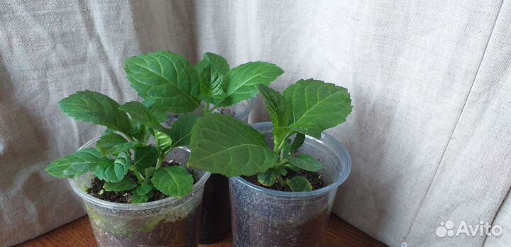 Гортензия крупнолистная