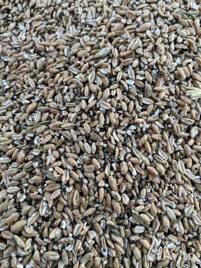 Пшеница отходы