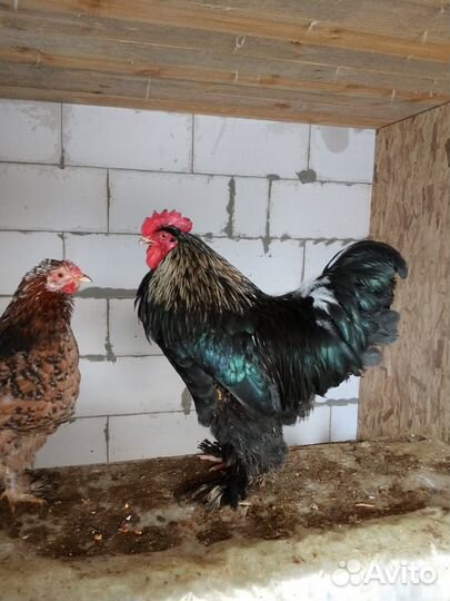 Инкубационное яйцо Брама, Кохинхин