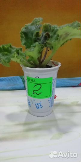 Сортовые фиалки. Разделённые