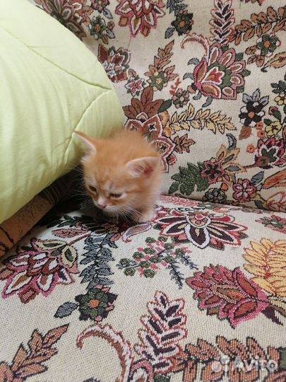 Кошки бесплатно