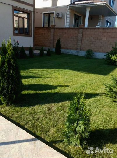 Рулонный газон 