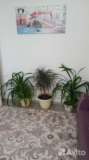 Пальма панданус