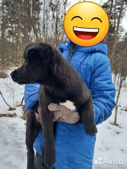 Нашли щенка в лесу отдадим в добрые руки